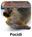 Focidi